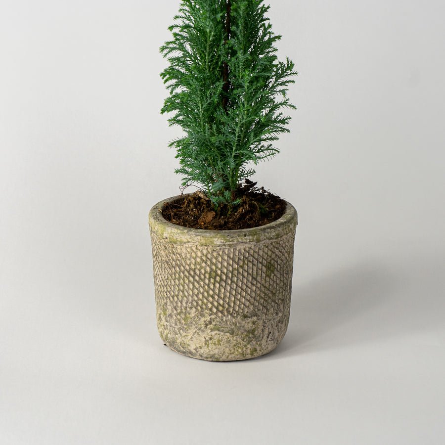 Small Concrete Pot